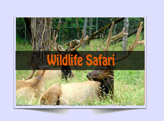 Quick Guide, Rajaji National Park, Uttarakhand, wildlife, conservation, elephants, monsoons, weekend break from Delhi