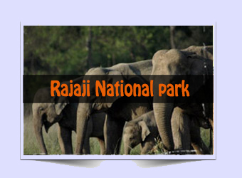 Head to Rajaji National Park for a weekend break from Delhi to enjoy the Indian monsoon in all its glory with swelling rivers, chirping birds and forests buzzing with activity